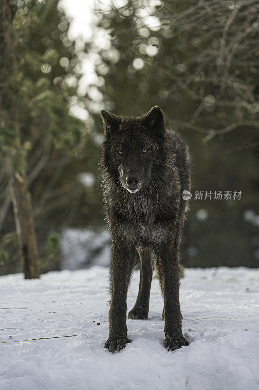 灰狼或灰狼(Canis lupus)是一种原产于北美荒野和偏远地区的犬科动物。